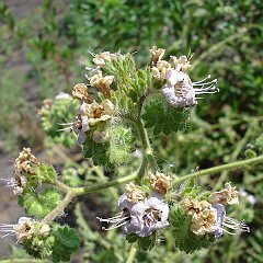phacelia ramossissima var. latifolia